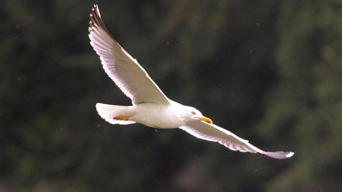 Ejemplar de gaviota patiamarilla.
