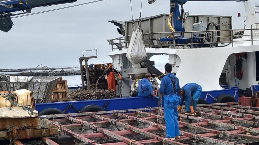 Así es el trabajo en la batea cuando el mejillón flojea