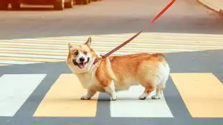 El asfalto caliente puede quemar las patas de tu perro: la regla de los 5 segundos que debes conocer antes de pasear