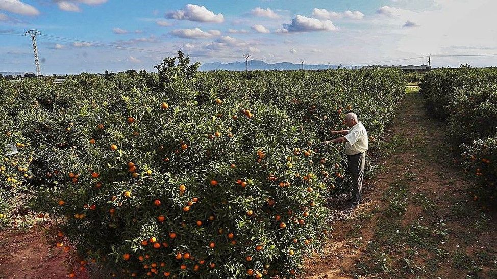 Un agricultor valenciano, en una explotación citrícola
