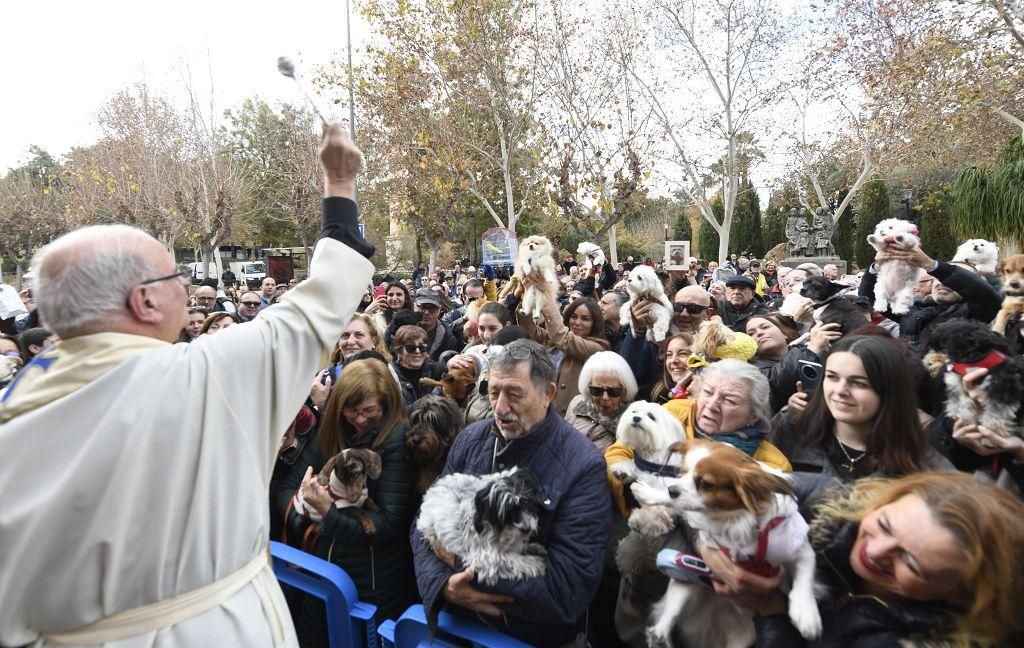 Así ha sido la bendición de animales por San Antón en Murcia