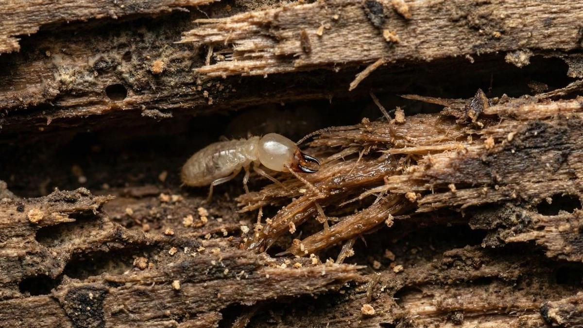 PLAGA DE TERMITAS | Alerta por la hormiga blanca en Mallorca: qué es y por qué puede dañar vigas y techos sin que se note