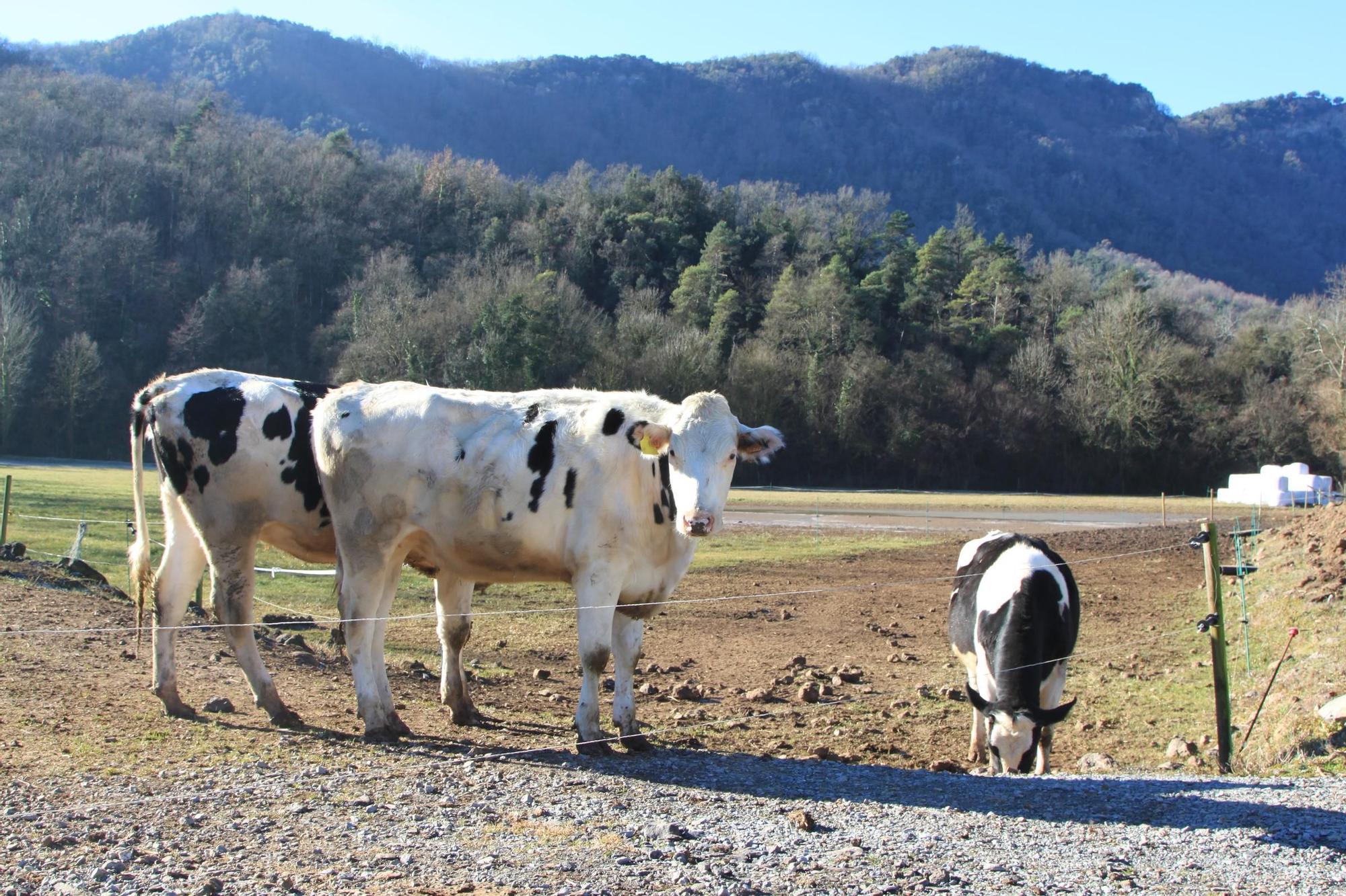 Los visitantes pueden interactual cin las vacas de La Fageda