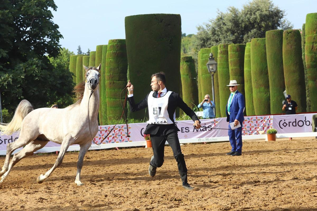 La última jornada del Otoño del Caballo en imágenes La última jornada del Otoño del Caballo en imágenes