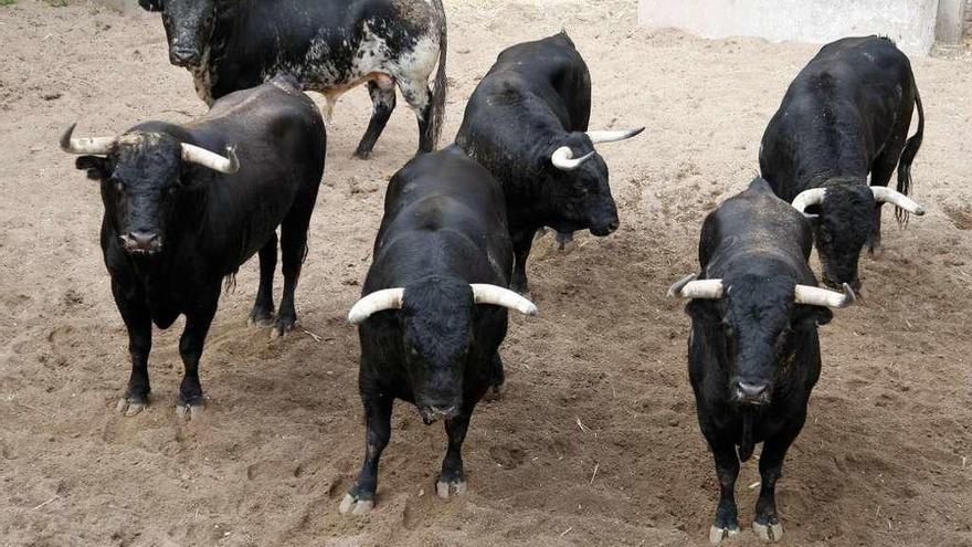 Los astados de Gerardo Ortega, ya en Zamora