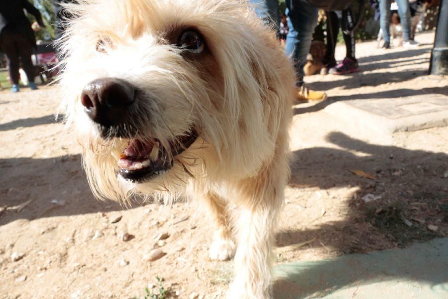 Concurso de perros en La Aldehuela