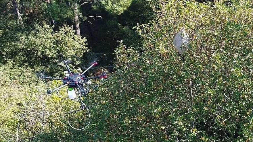 Un dron con una pértiga junto a un nido de velutina. // Aerocámaras