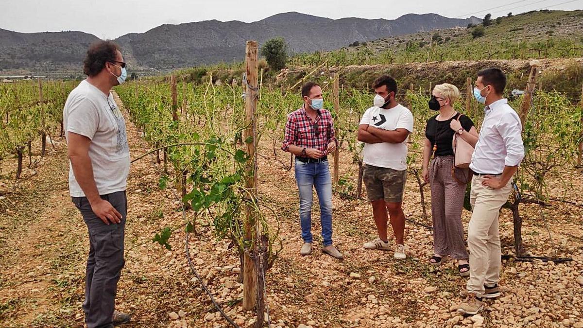 Los diputados Azorín y Seva con el alcalde de La Romana, visitando las cosechas arrasadas. | INFORMACIÓN
