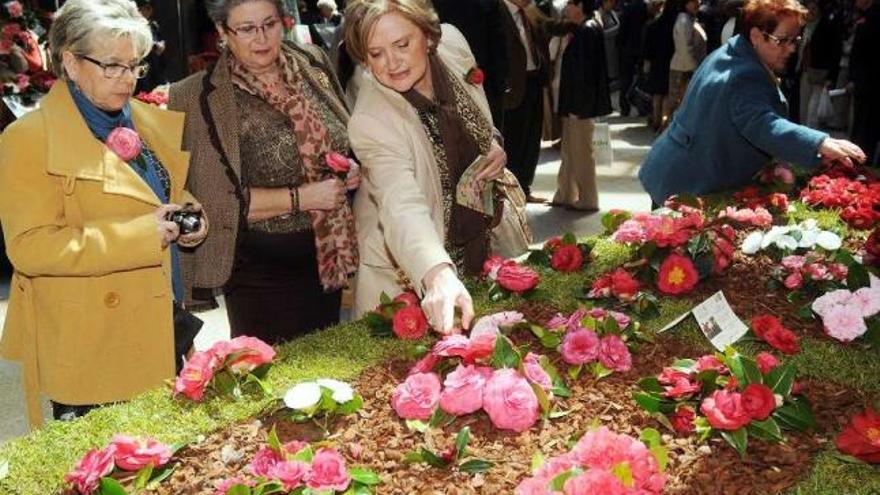 La camelia, coronada como la flor de la ruta xacobea portuguesa - Faro de  Vigo