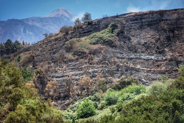 Zonas arrasadas por el incendio en el Norte de Tenerife