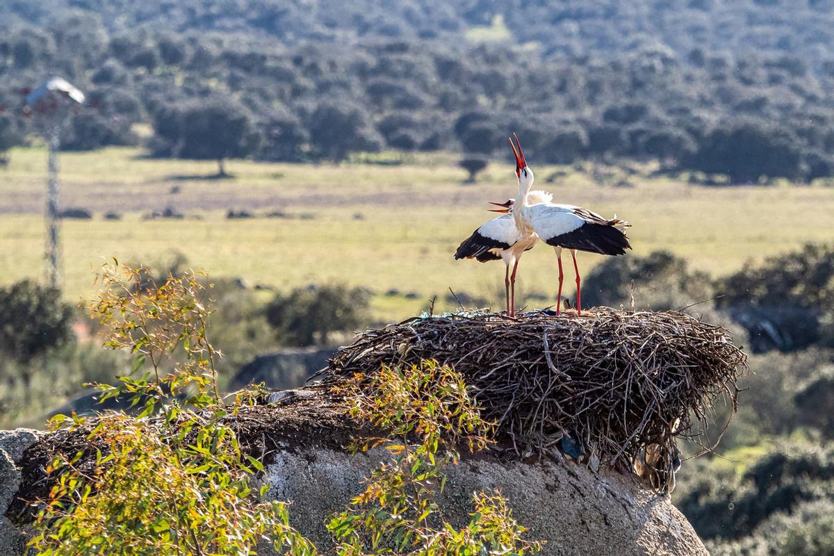 Las cigüeñas blancas encuentran en Malpartida de Cáceres un refugio y un hogar