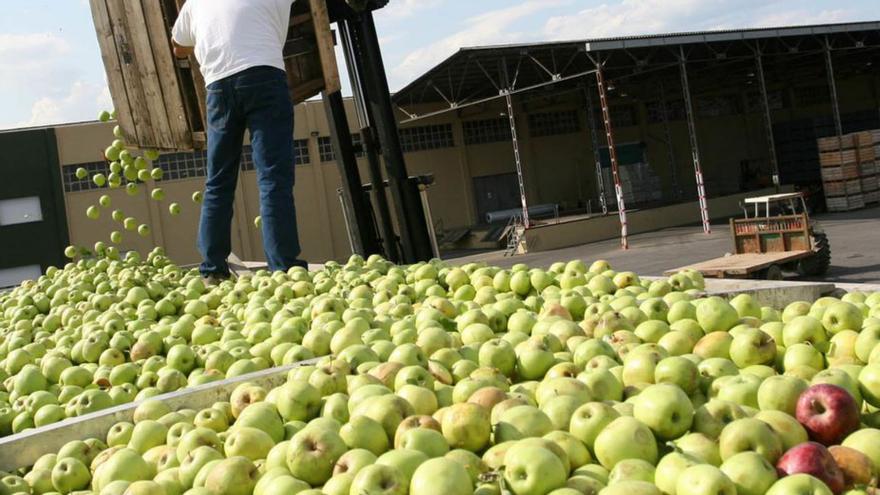 Collita de pomes en una empresa de Sant Pere