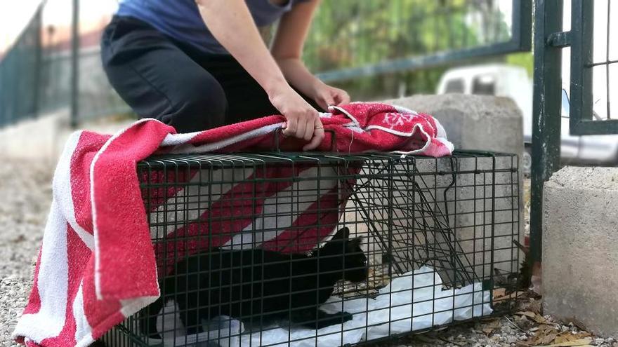 Captura, esterilización y posterior suelta de felinos sin dueño