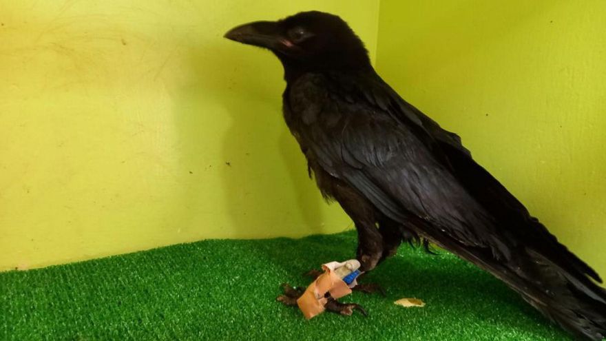 Ten weeks to cure and return a raven to its habitat in El Hierro