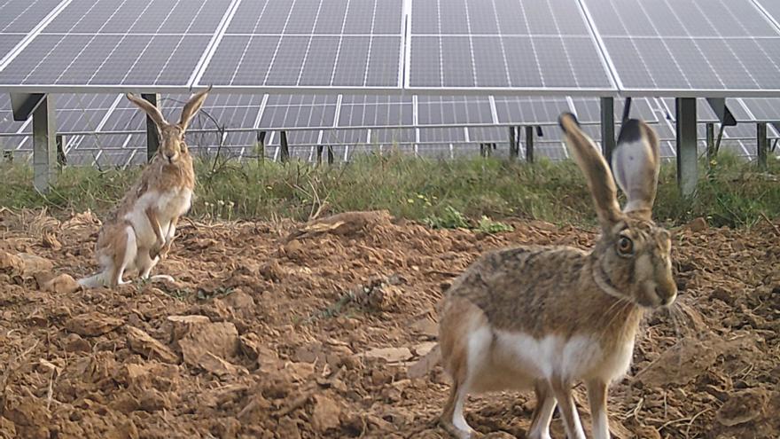 ¿Es la Planta fotovoltaica de Campo Arañuelo un espacio favorable para la fauna silvestre?