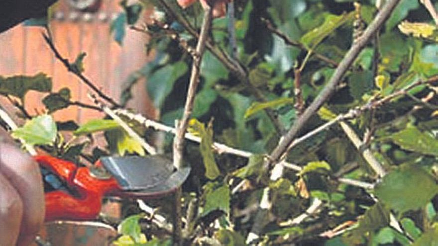 Sich kreuzende Triebe des Hibiskus