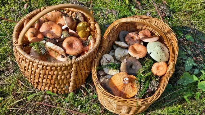 El bosque repleto de níscalos y boletus perfecto para recorrer en octubre, considerado "el paraíso de la micología de España"