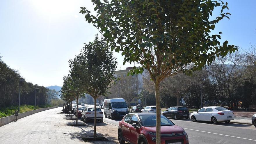 Xàtiva plantará 250 árboles en diferentes espacios públicos de la ciudad con una inversión de 245.000 euros