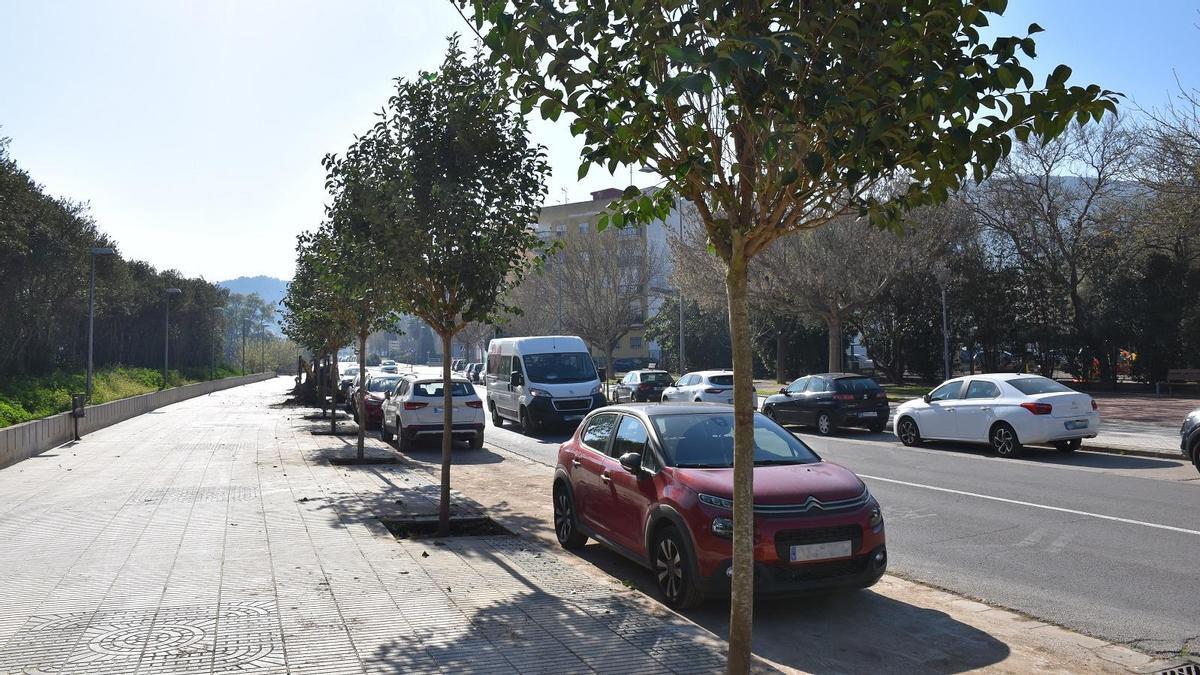 Xàtiva plantará 250 árboles en diferentes espacios públicos de la ciudad con una inversión de 245.000 euros