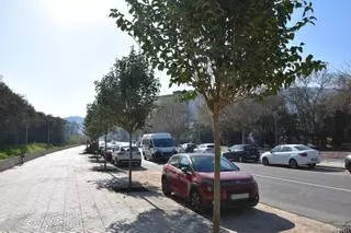 Xàtiva plantará 250 árboles en diferentes espacios públicos de la ciudad con una inversión de 245.000 euros
