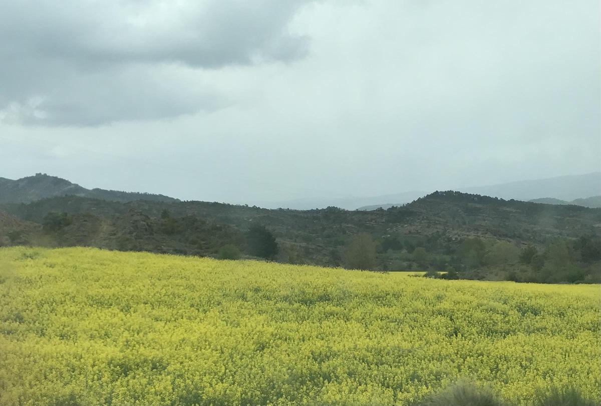 Cultivo de colza