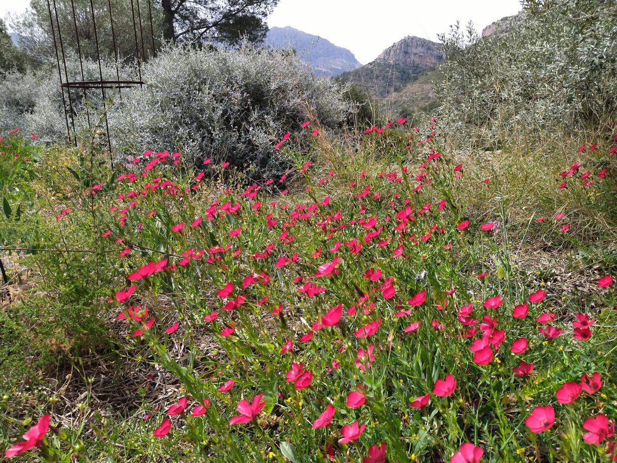 ¿Qué fue del jardín de los lirios de Bèrnia, en Benissa, el más grande de España?