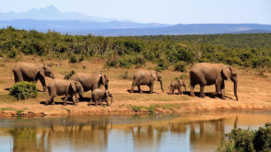 Movilización contra Tanzania, que vuelve a permitir la caza de elefantes