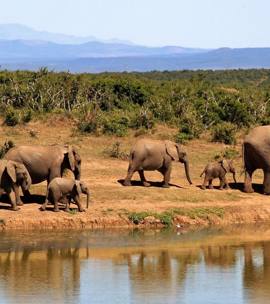 Movilización contra Tanzania, que vuelve a permitir la caza de elefantes