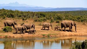 Grupo familiar de elefantes.