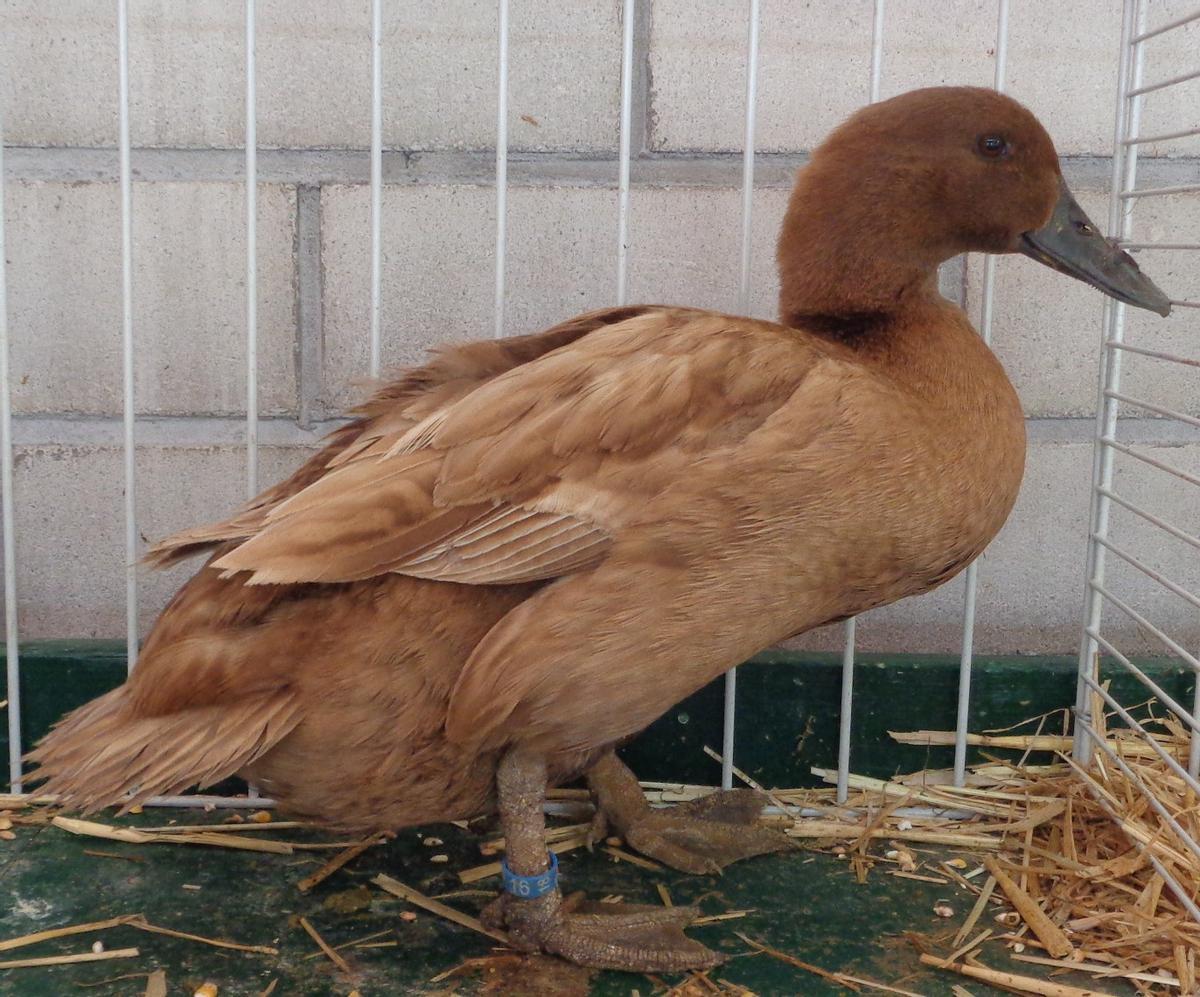 Un pato de la raza Khaki Campbell.