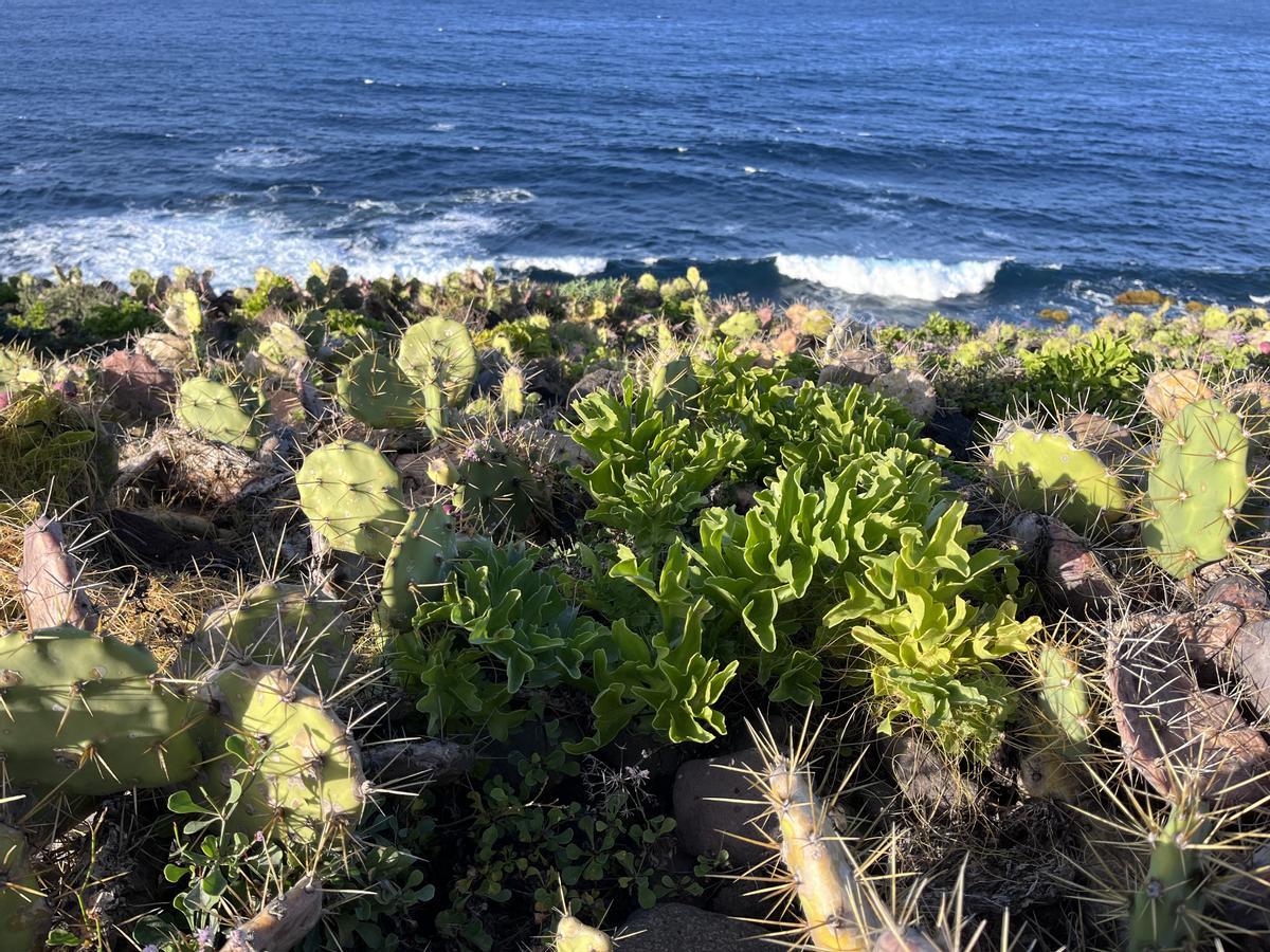 Crecimiento de plantas invasoras en una playa de las Islas.