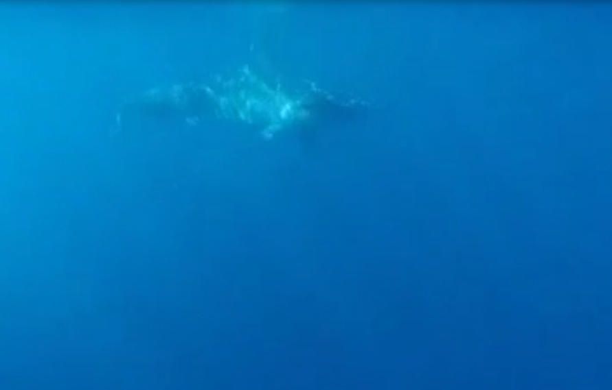 Tiburón martillo en aguas de Bañaderos