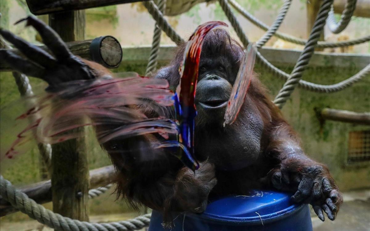 Nenette, el famoso orangután de la Biblioteca del Jardín de las Plantas de París, celebra su 50 cumpleaños.