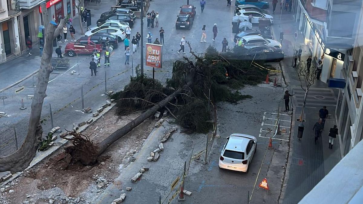 Imagen del impresionante árbol caído en Burriana.