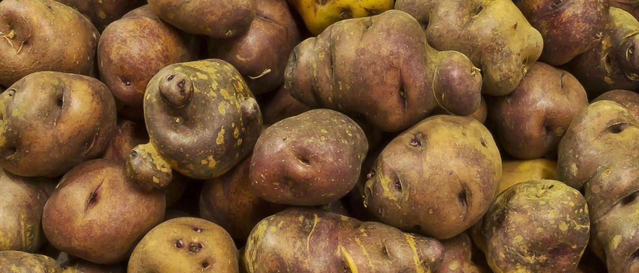 Papas cultivadas en la isla de Gran Canaria.