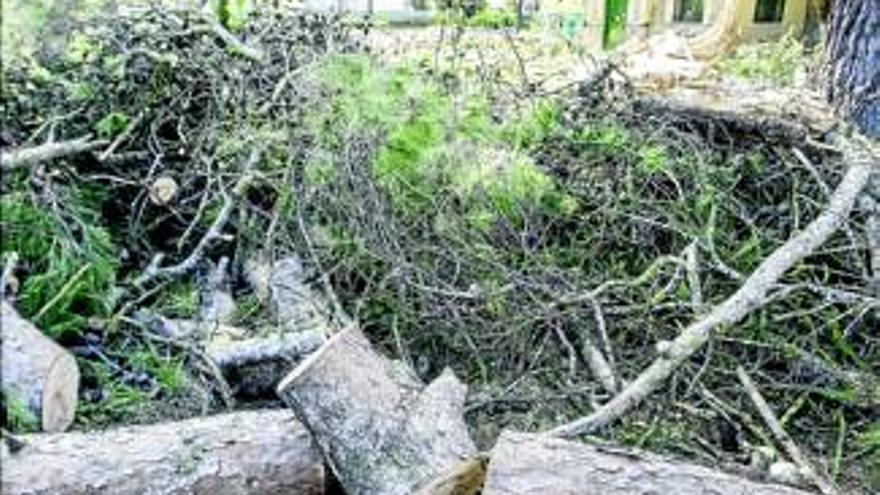 El temporal causa daños a un centenar de árboles y al menos a 40 automóviles