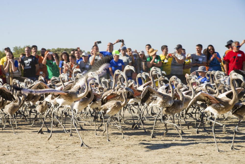 ANILLAMIENTO DE POLLOS DE FLAMENCO EN FUENTE DE ...