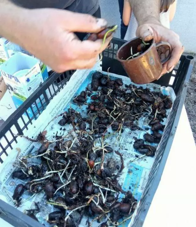 La Asociación de Veciños San Antón de Dexo recoge ‘bricks’ para su vivero de carballos