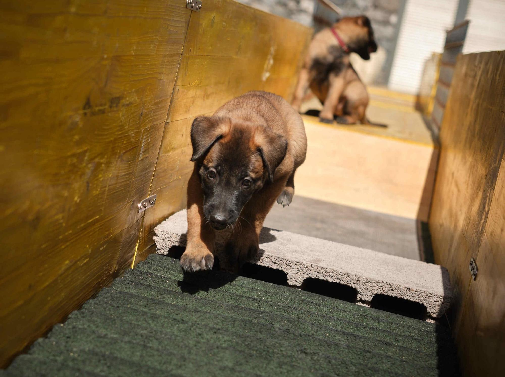 Estos son los nuevos cachorros de la Unidad Canina de la Policía Local de Santa Cruz