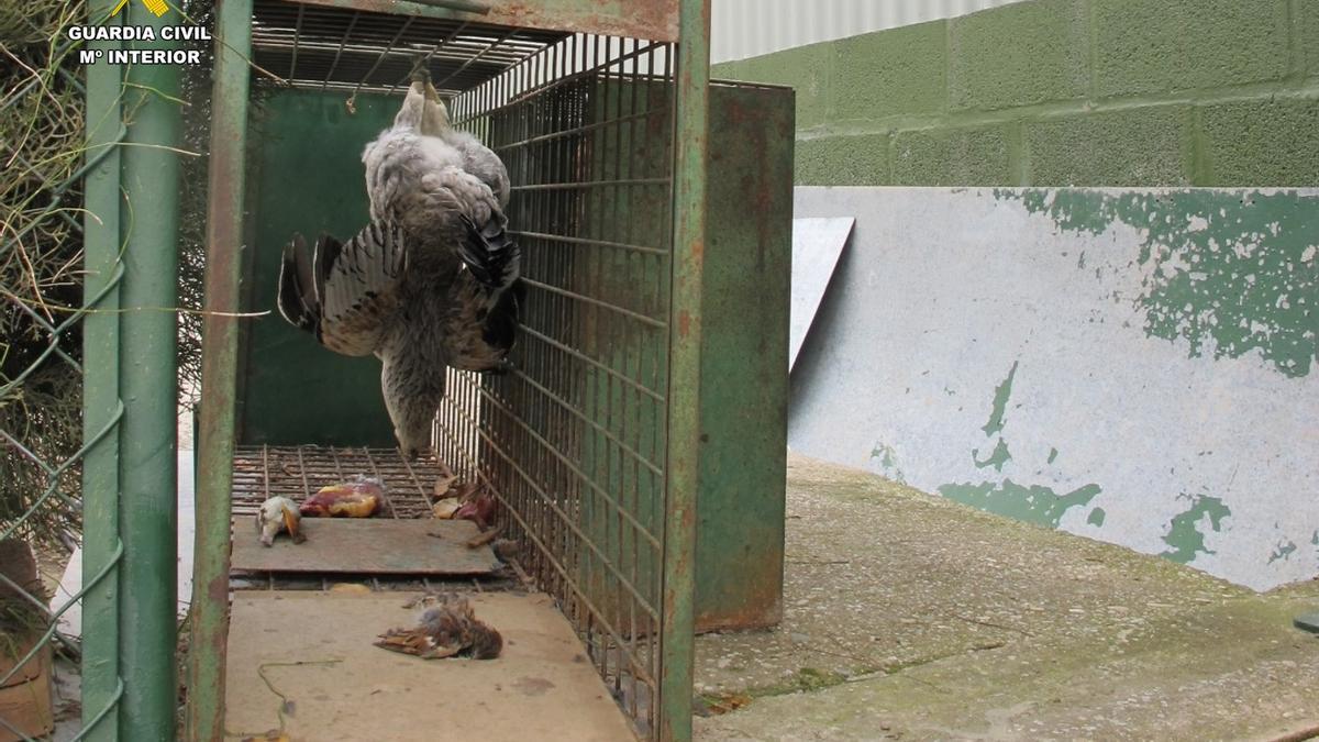 El hombre atraía a la presa hasta la jaula donde los cazaba con gorriones y gallinas muertas