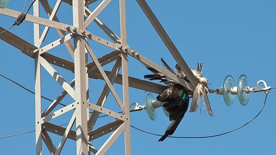 Las torres matan miles de rapaces al año