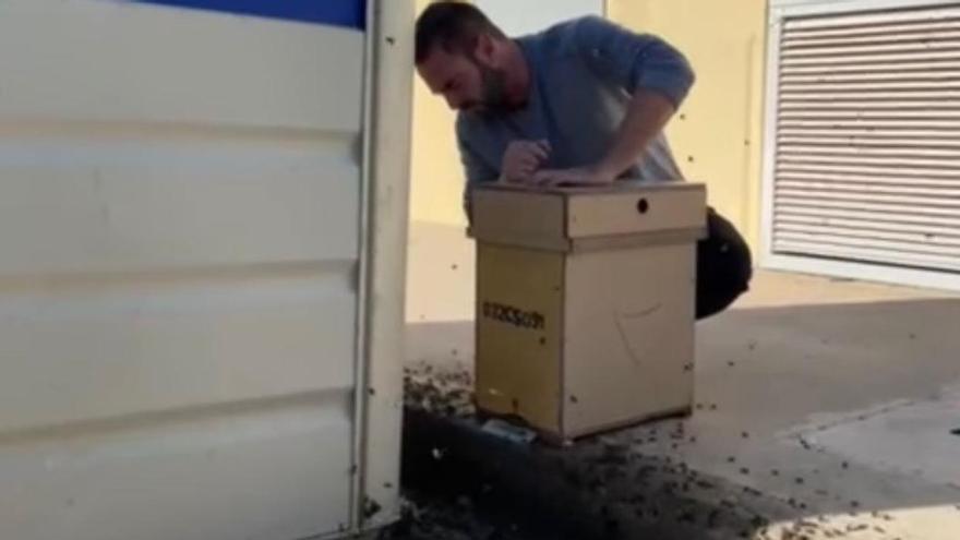 Hallazgo inusual en Castellón: al rescate de enjambres de abejas en diciembre