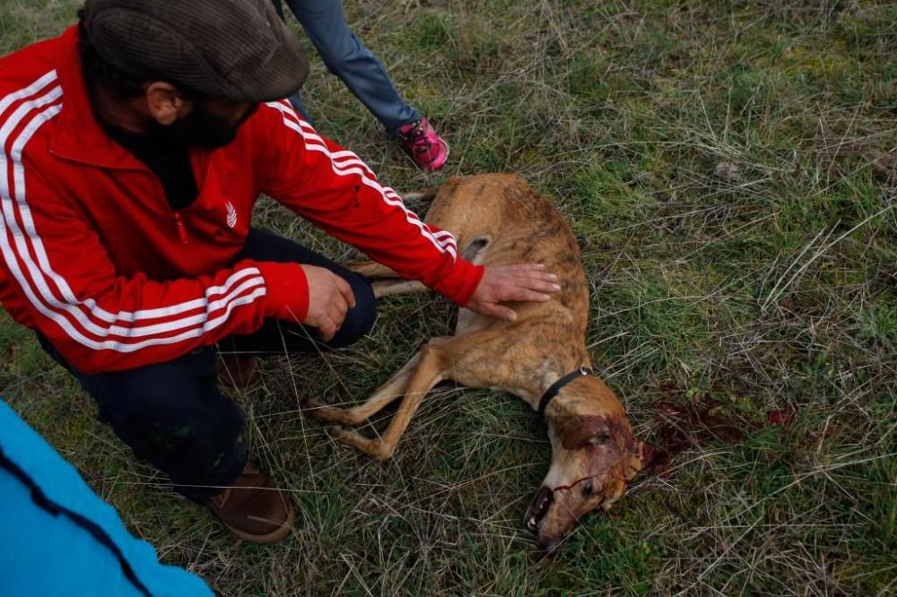 Un cazador mata dos galgos y amenaza al dueño