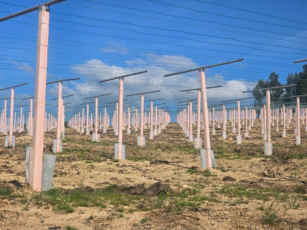 Los nuevos viñedos de Lagar da Condesa en Berdón (Vilagarcía).