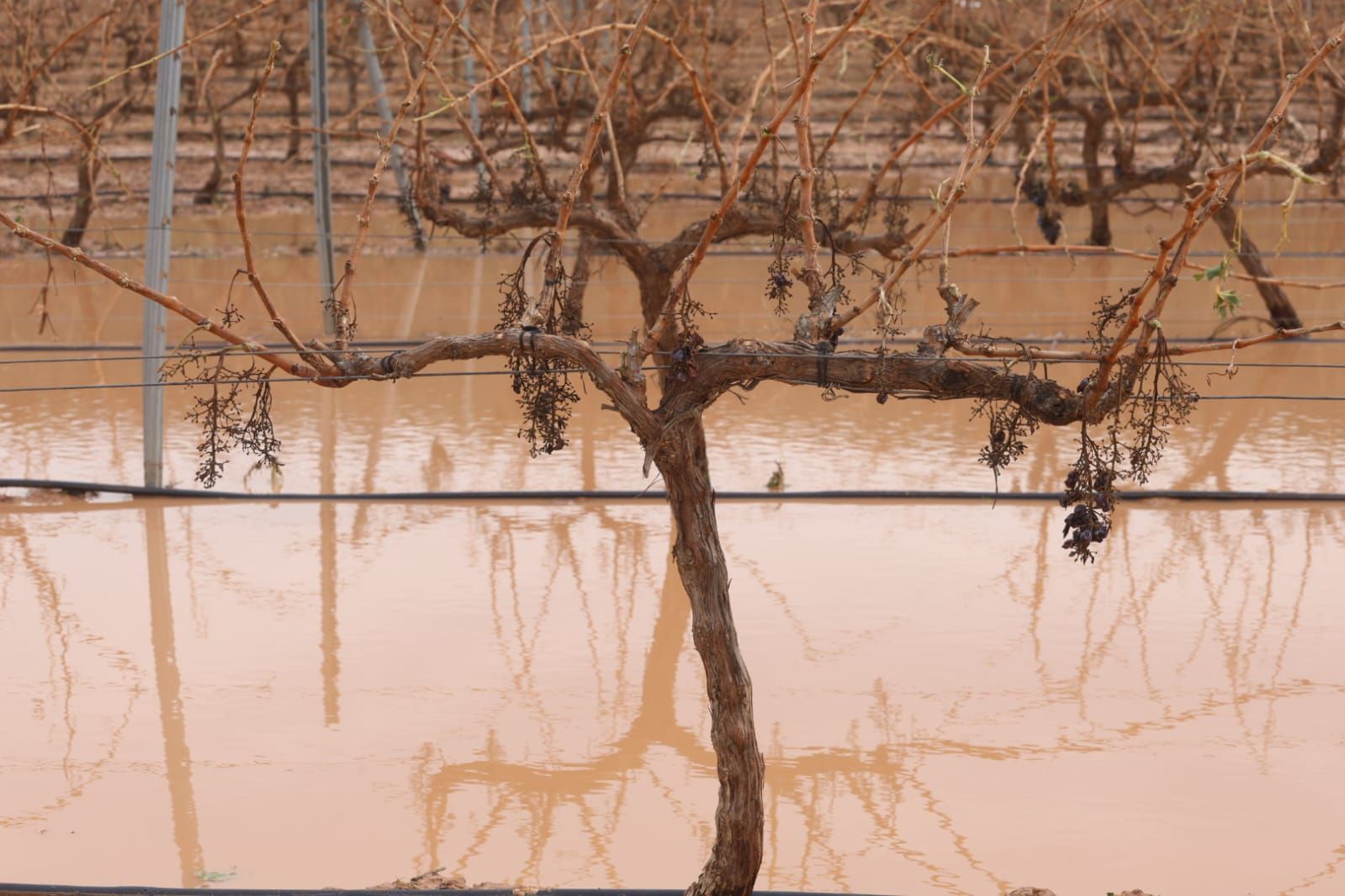 Las consecuencias del temporal de granizo que azotó ayer Requena