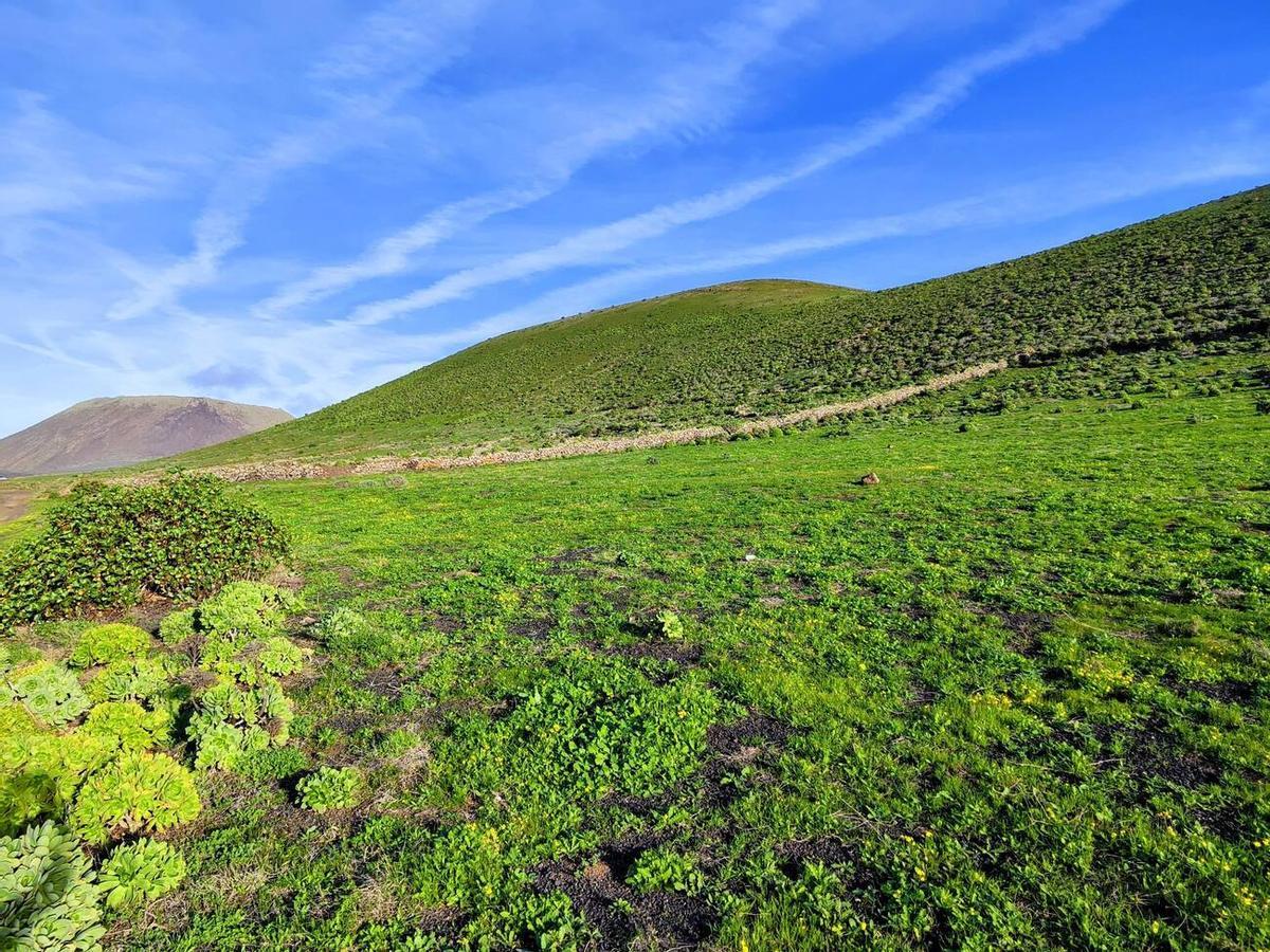 Los campos del norte de Lanzarote se tiñen de verde por las lluvias del invierno