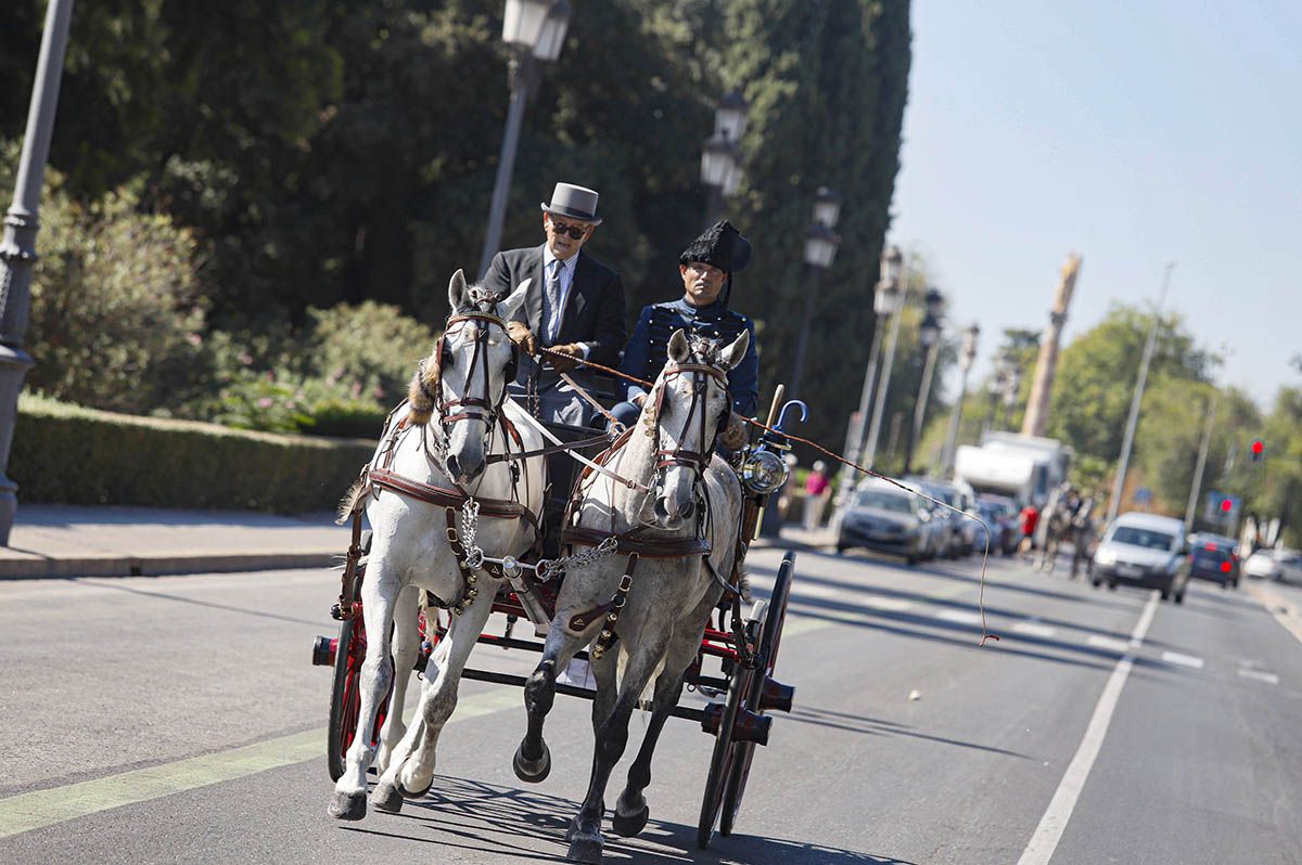 Concurso de atalaje de Córdoba en Cabalcor