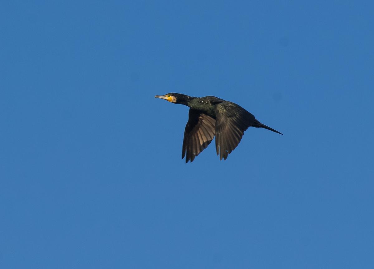 Un comorán grande en pleno vuelo.