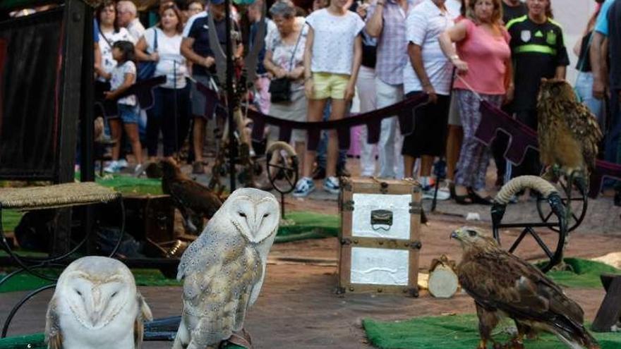 Defensa Animal Zamora critica la presencia de aves rapaces en el mercado medieval