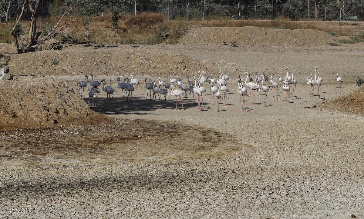 Flamencos en una paraje seco en Doñana